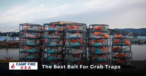 The Best Bait For Crab Traps We've Tested: Top Reviews By Experts