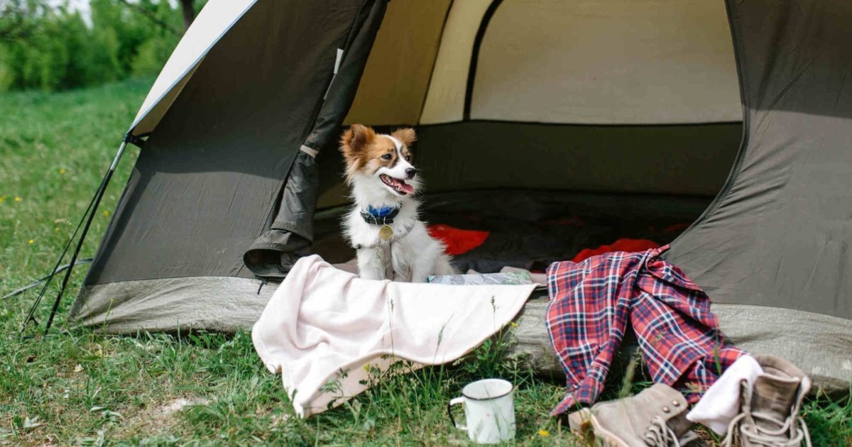 How To Keep Dogs Cool While Camping? 8 Effective Tips In 2022